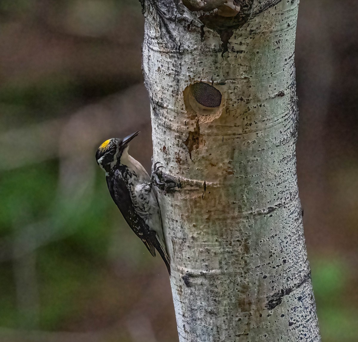 American Three-toed Woodpecker - ML620662415