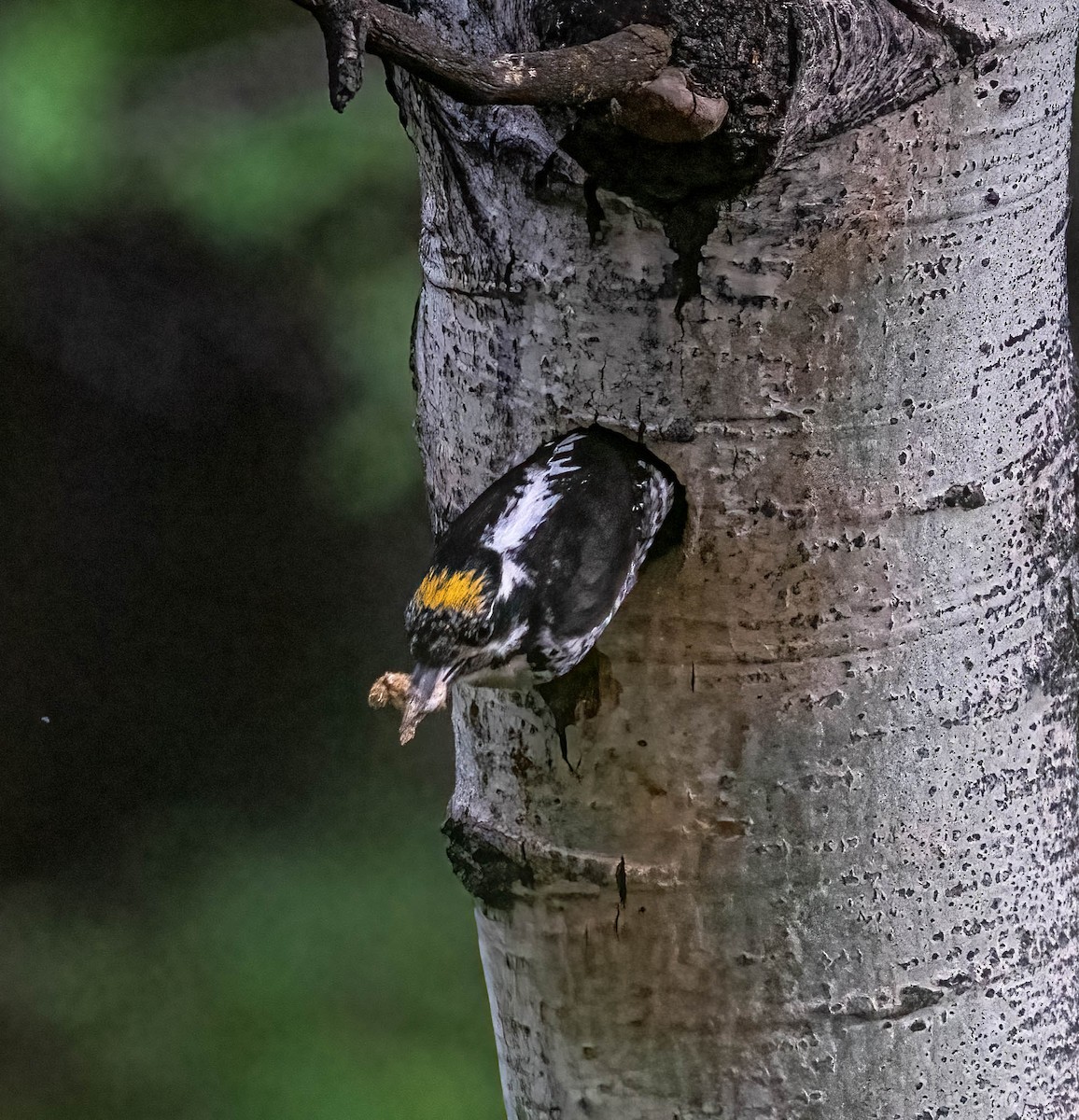 American Three-toed Woodpecker - ML620662416