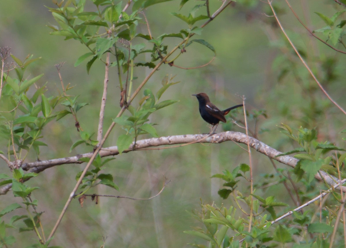 Indian Robin - ML620662419