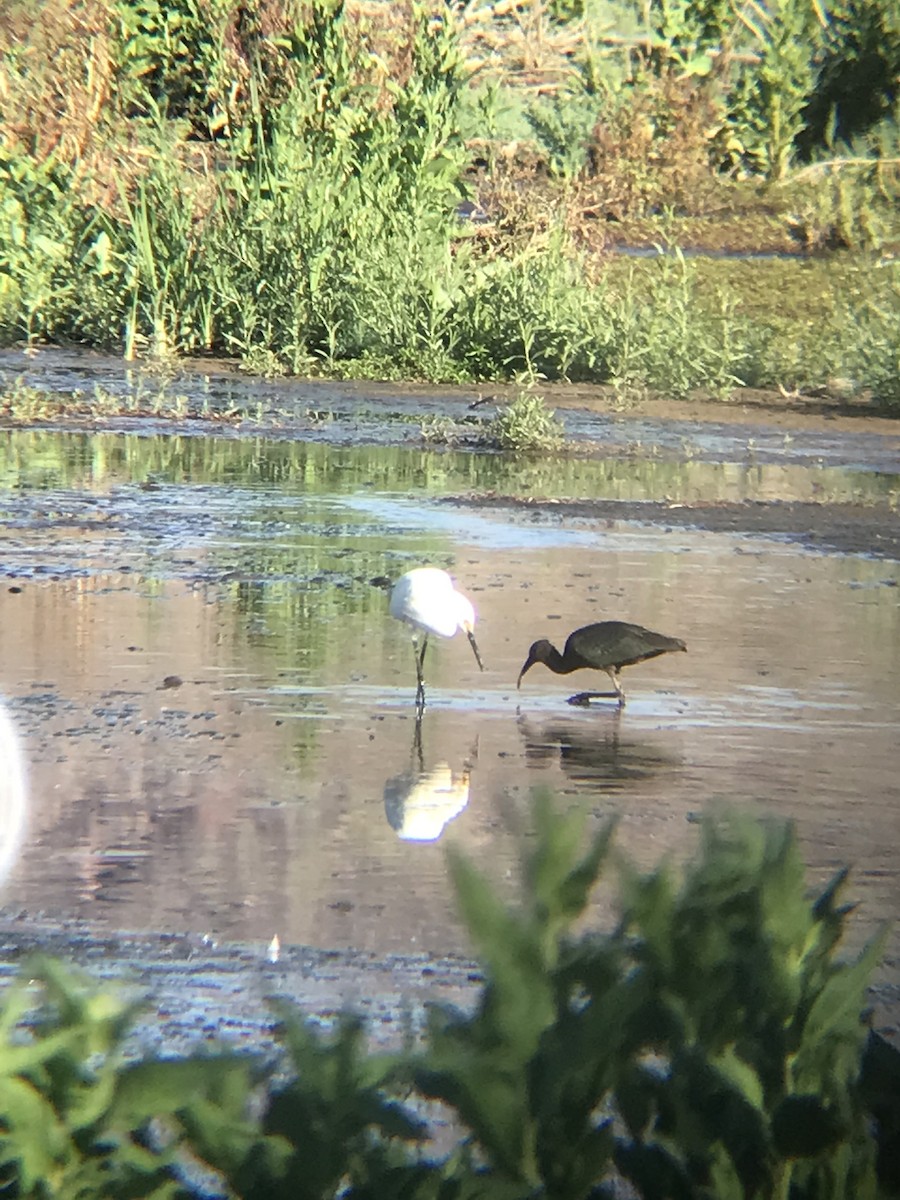 White-faced Ibis - ML620662436