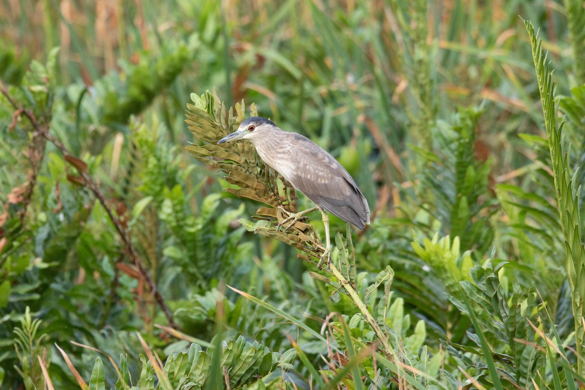 Black-crowned Night Heron - ML620662442