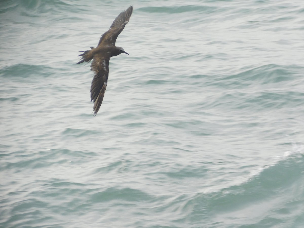 Brown Noddy - ML620662455