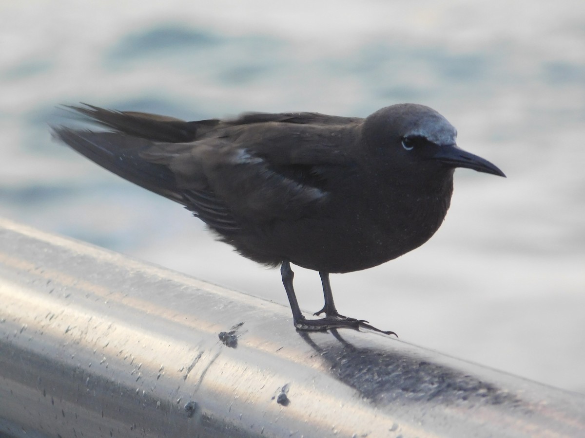 Brown Noddy - ML620662458