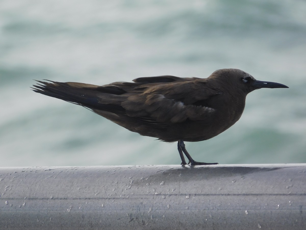 Brown Noddy - ML620662460