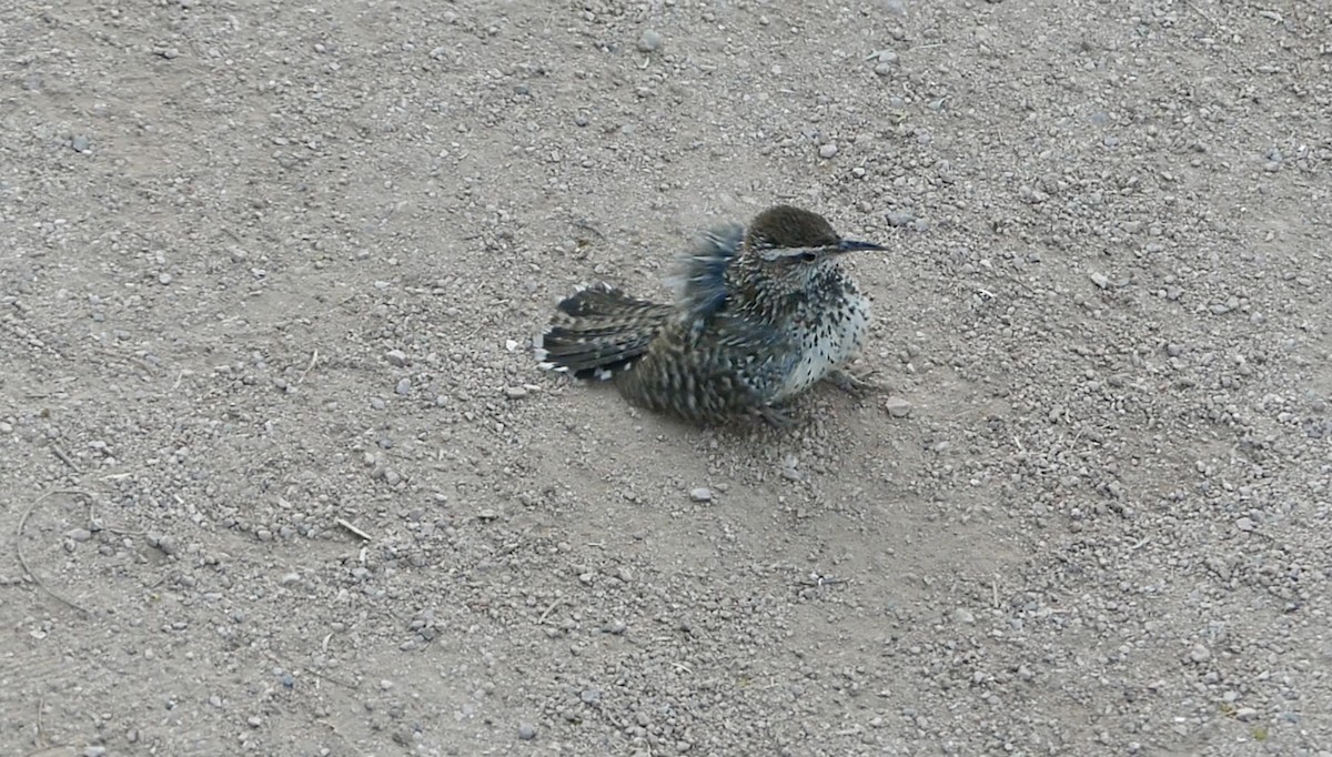 Cactus Wren - ML620662463