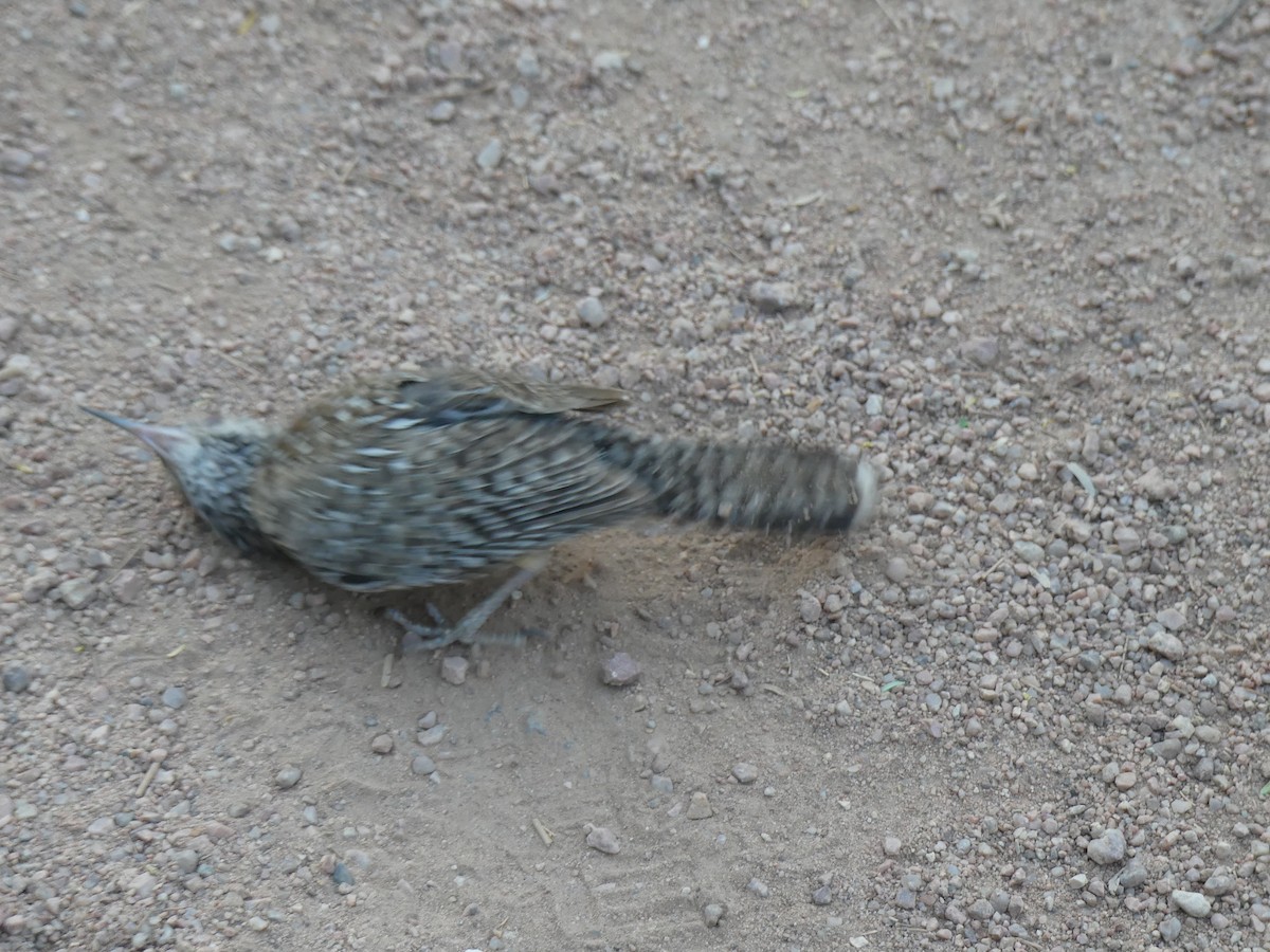 Cactus Wren - ML620662464