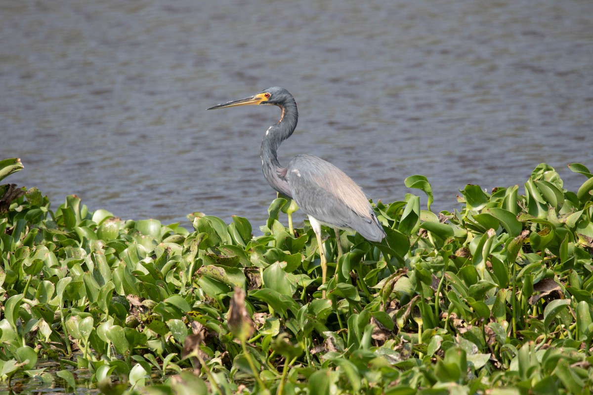 Tricolored Heron - ML620662467