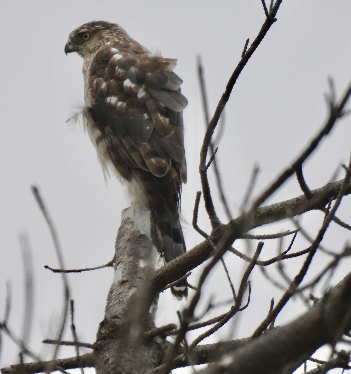 Cooper's Hawk - ML620662469