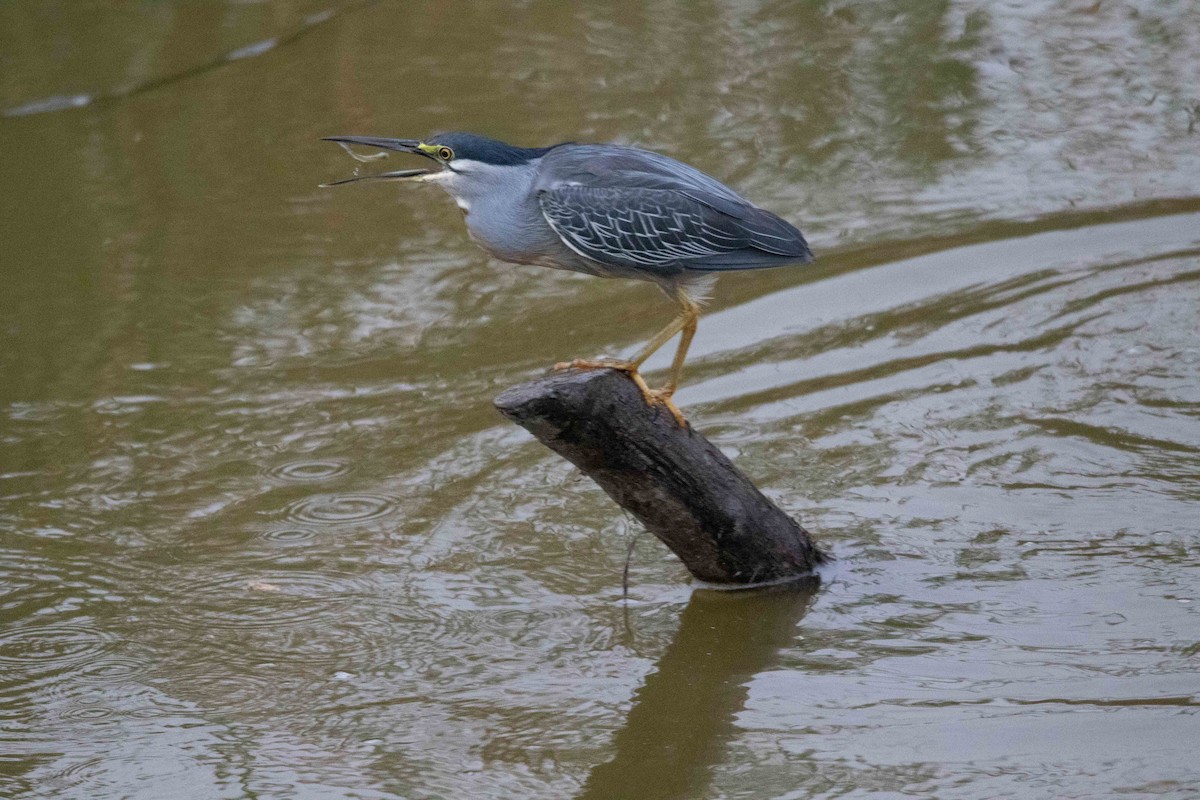 Striated Heron - ML620662472