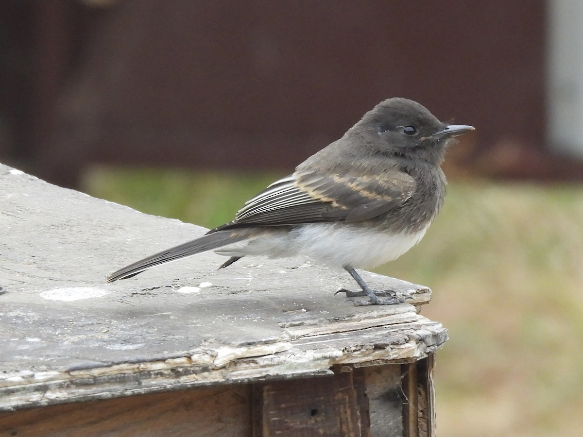 Black Phoebe - ML620662473