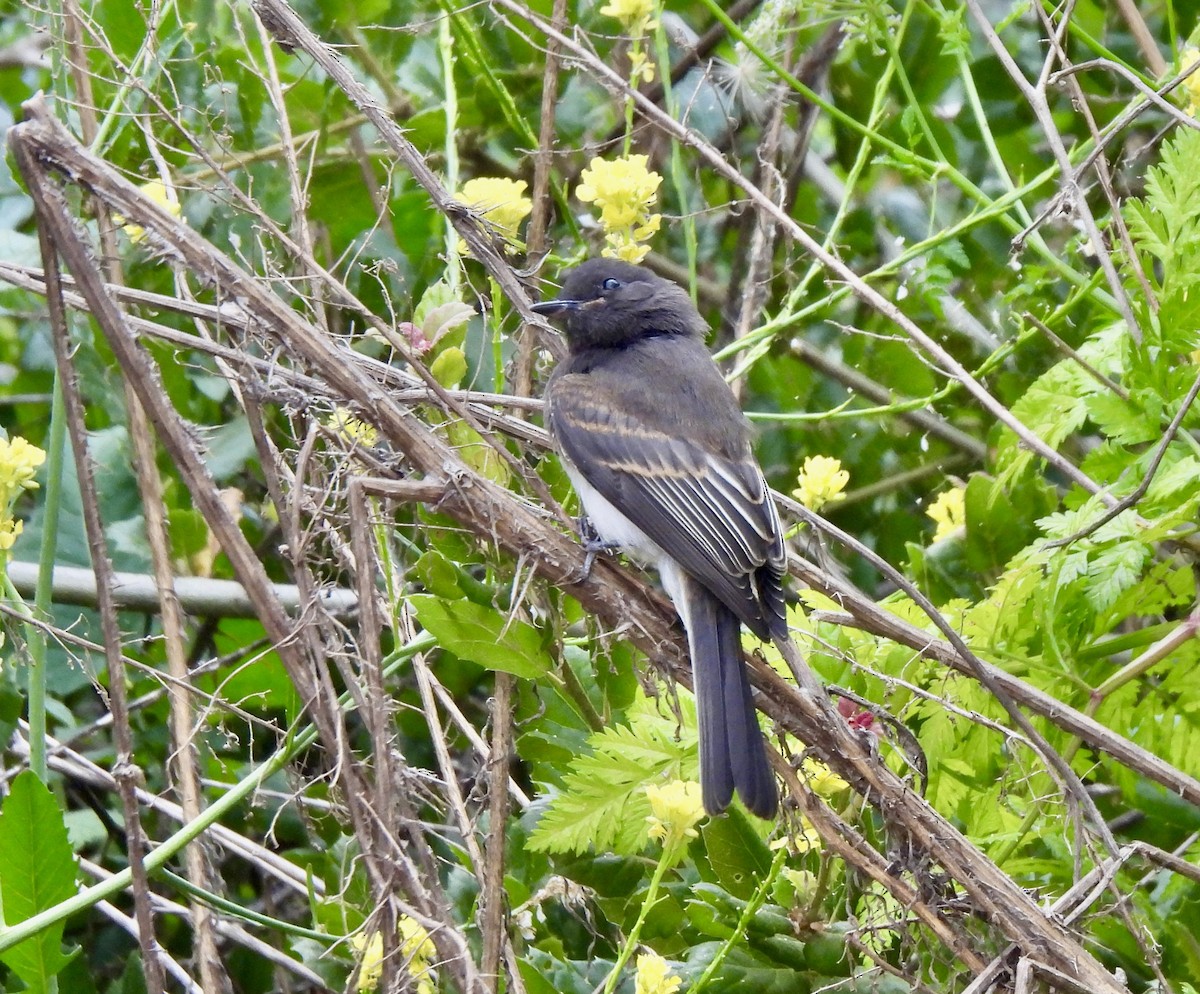 Black Phoebe - ML620662474