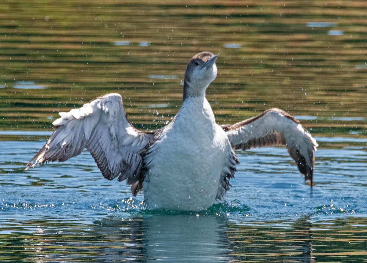 Common Loon - ML620662479