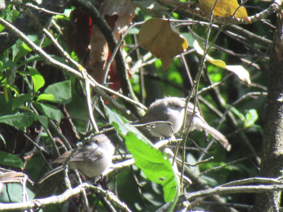 Bushtit - ML620662484