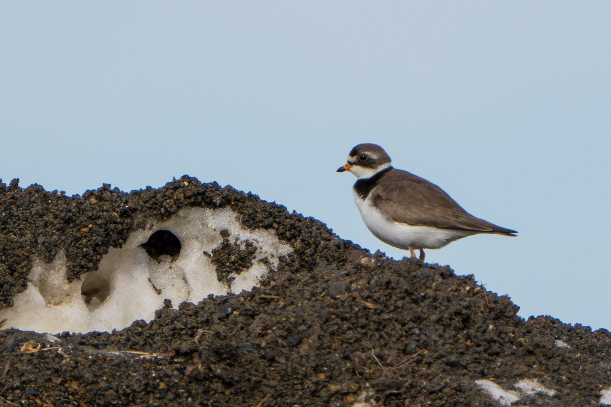 Semipalmated Plover - ML620662486