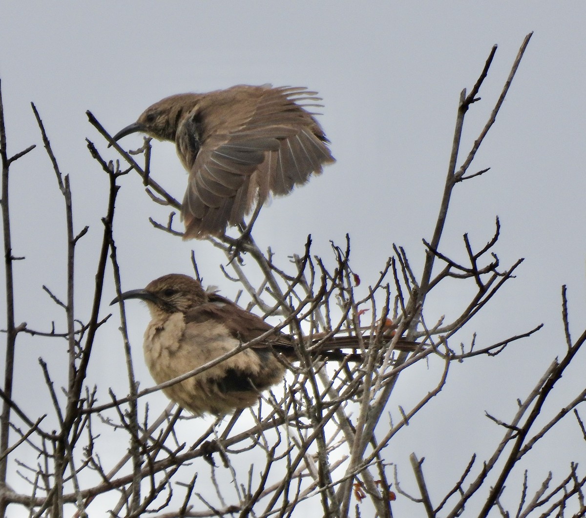 California Thrasher - ML620662490