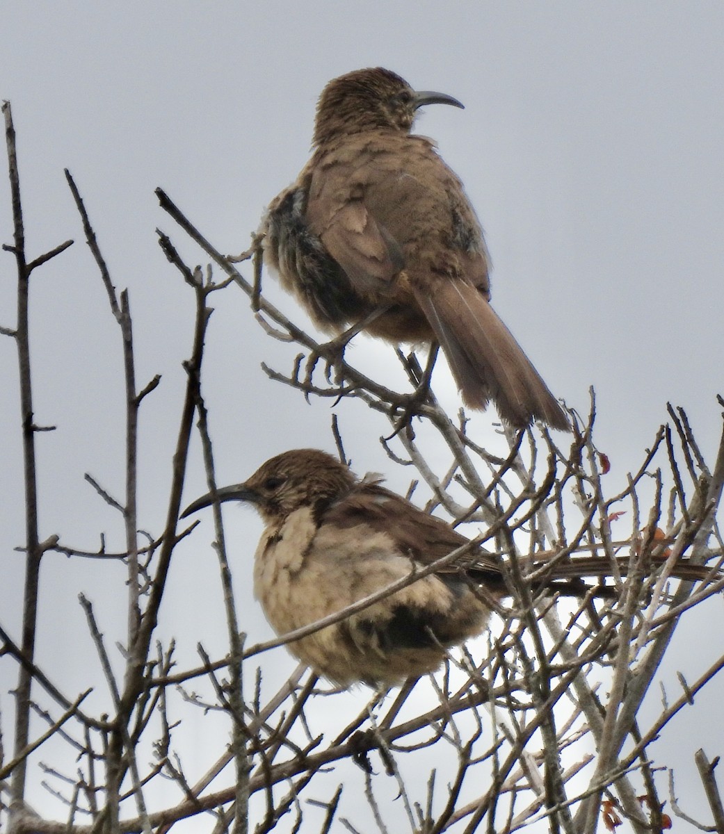 California Thrasher - ML620662491