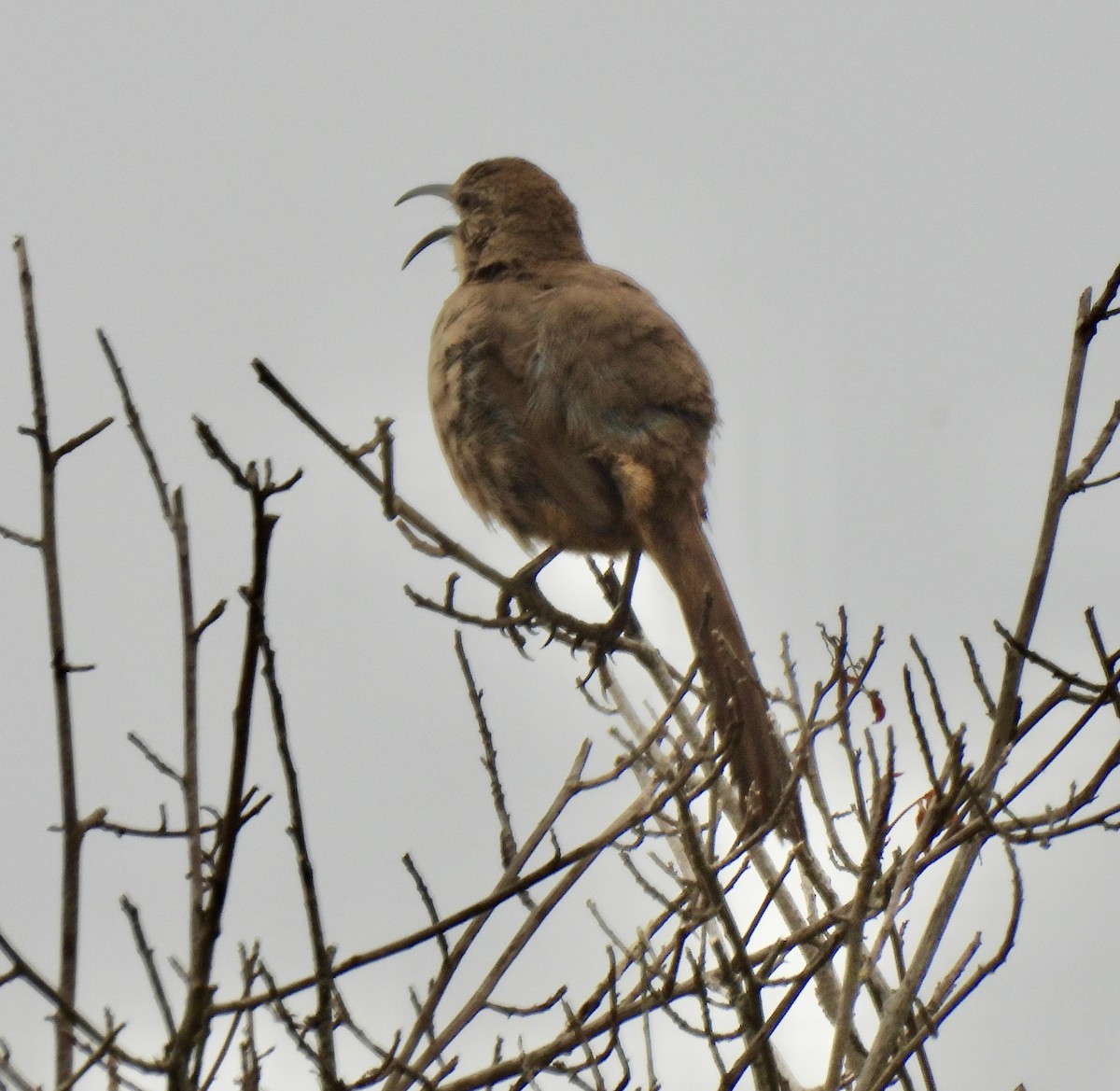 California Thrasher - ML620662492