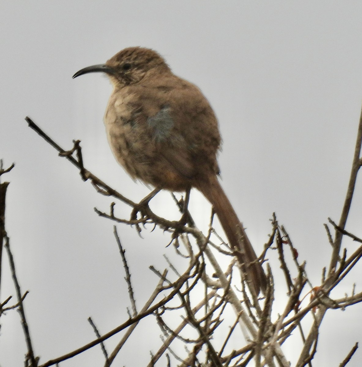 California Thrasher - ML620662493