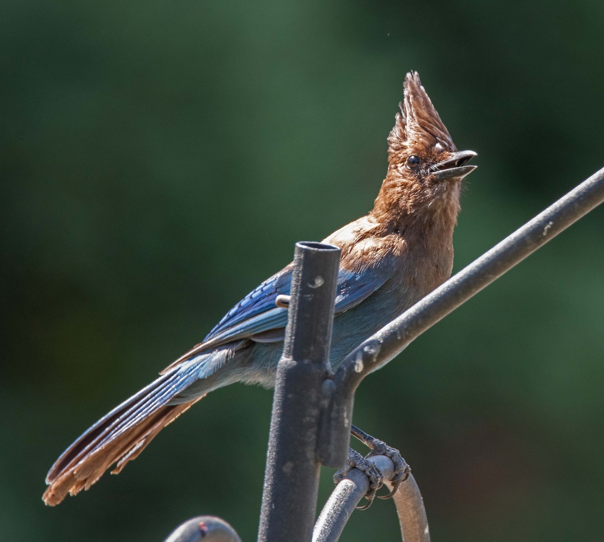 Steller's Jay - ML620662494