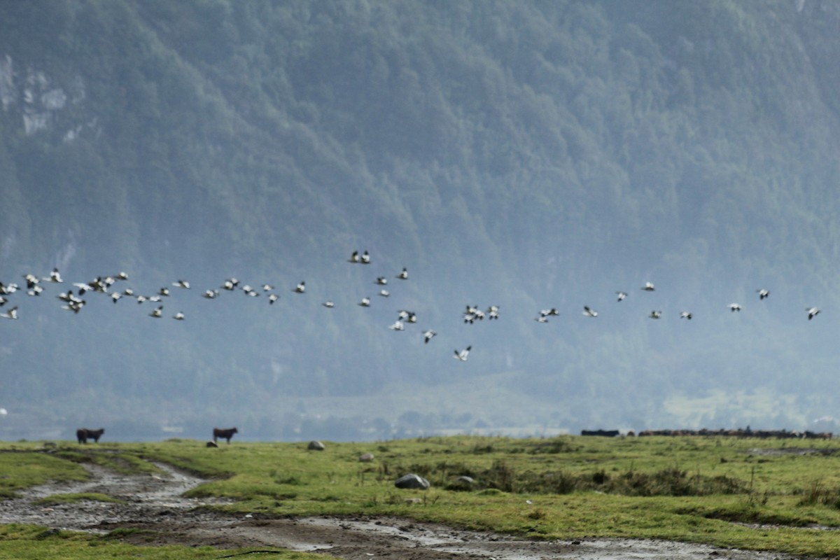 Upland Goose - ML620662497