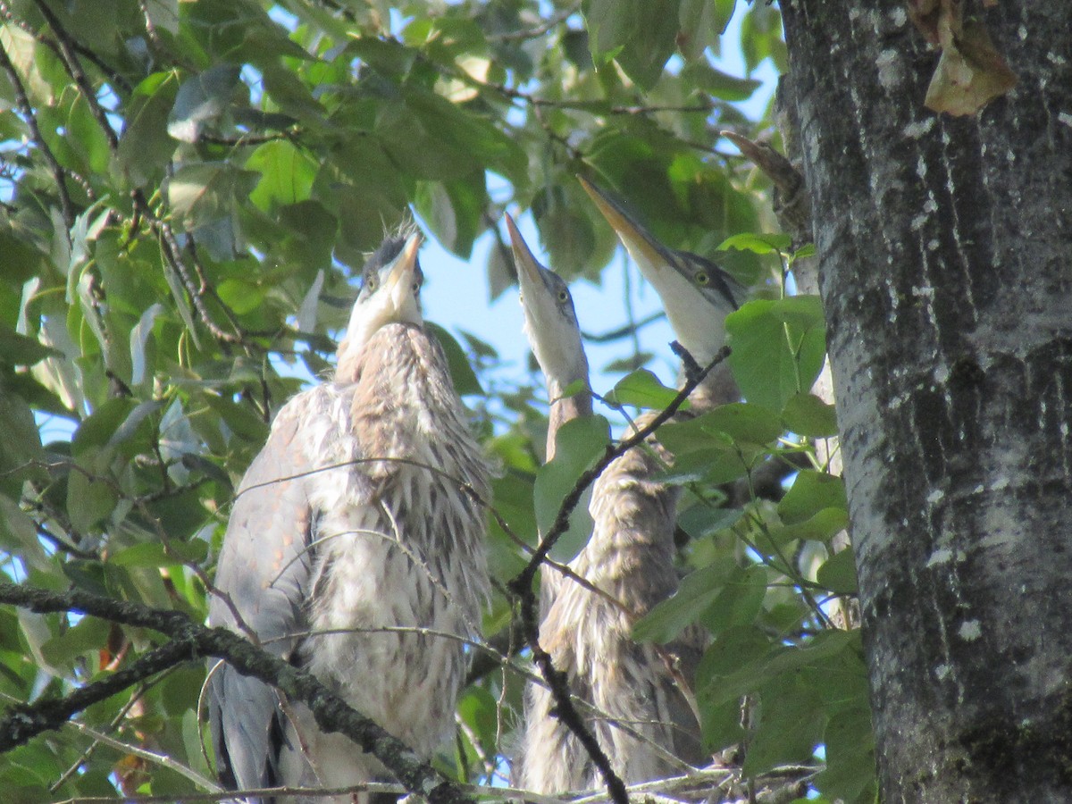 Great Blue Heron - ML620662503