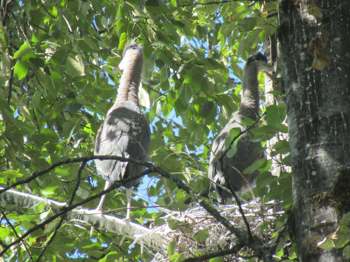 Great Blue Heron - ML620662506