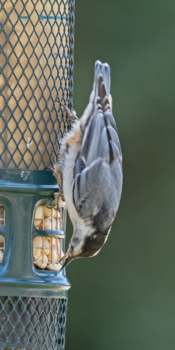 White-breasted Nuthatch - ML620662508