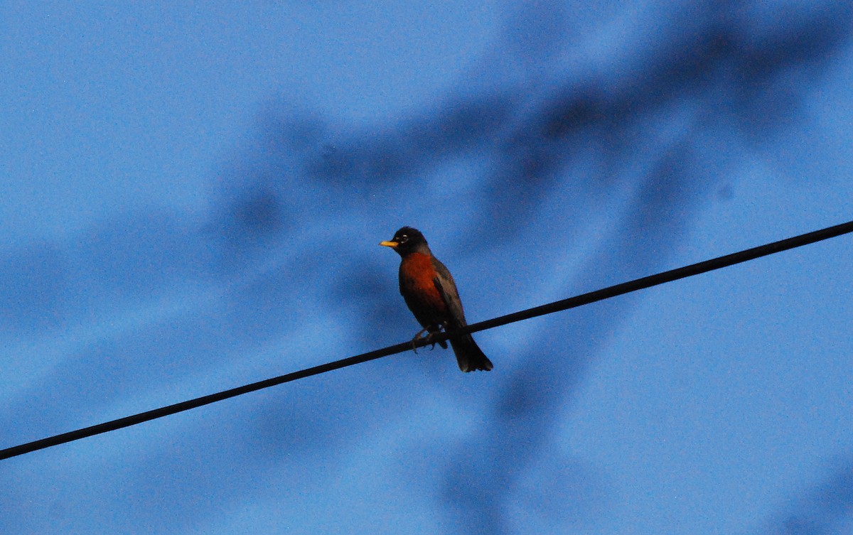 American Robin - ML620662510