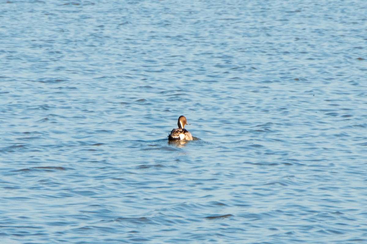 Northern Pintail - ML620662512