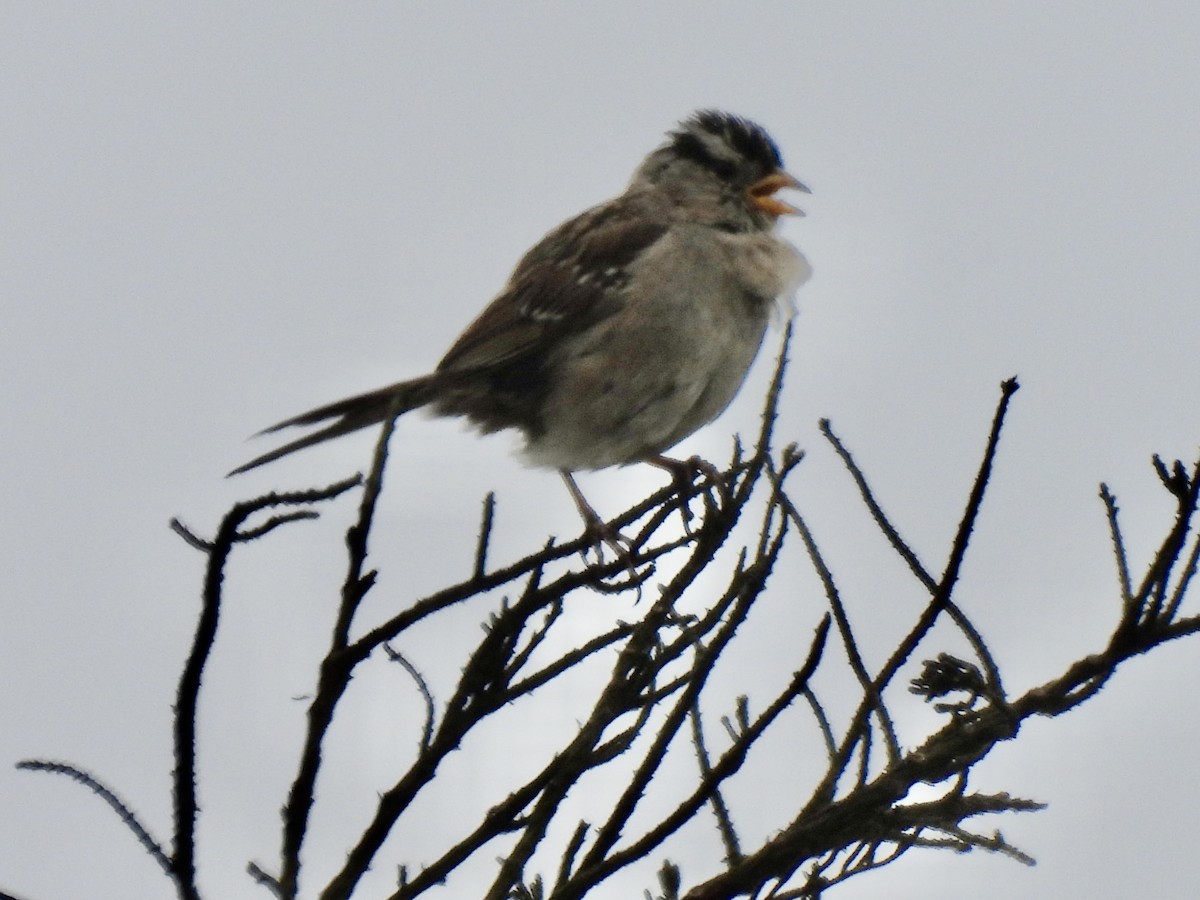 Bruant à couronne blanche - ML620662515