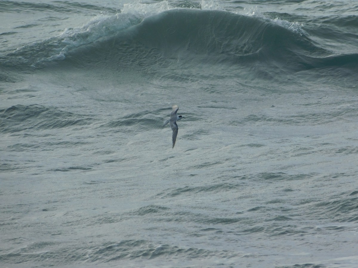 Common Tern - ML620662516