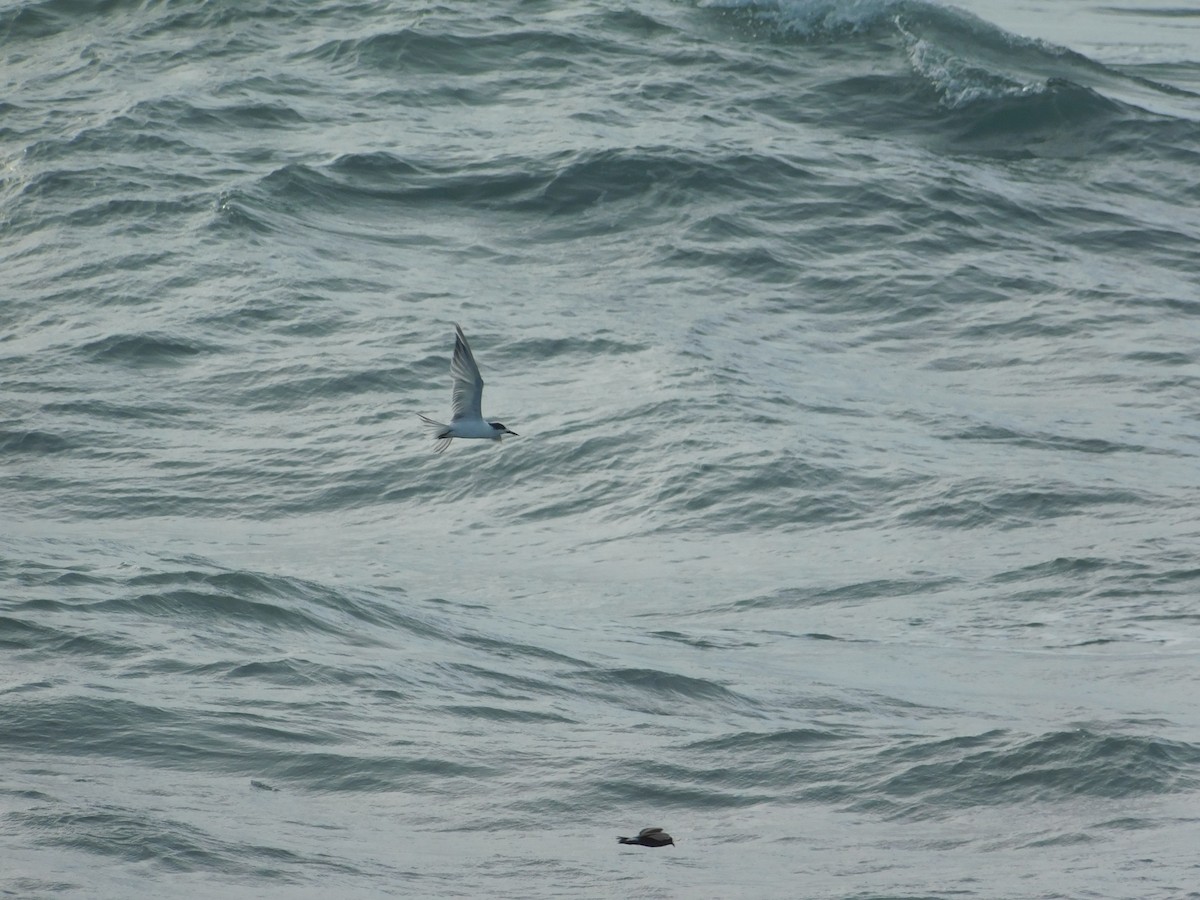 Common Tern - ML620662517