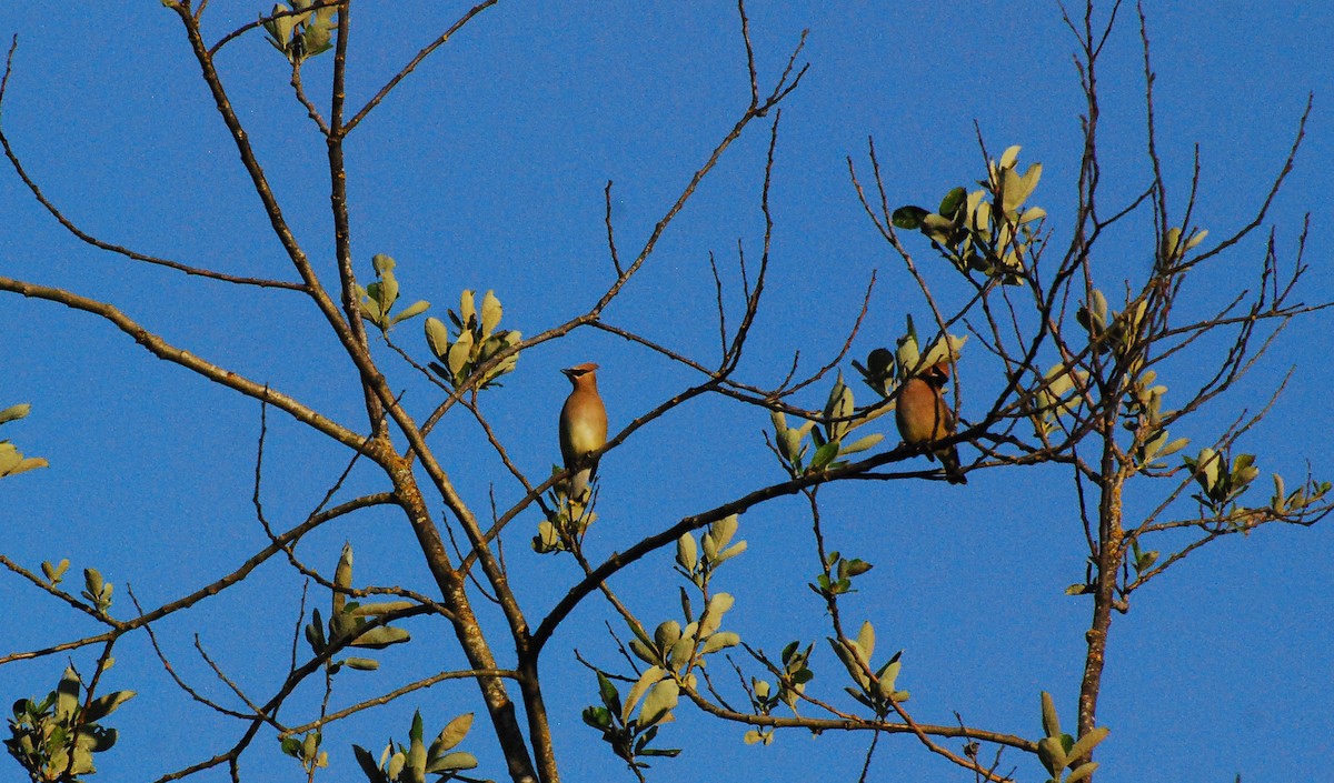 Cedar Waxwing - ML620662526