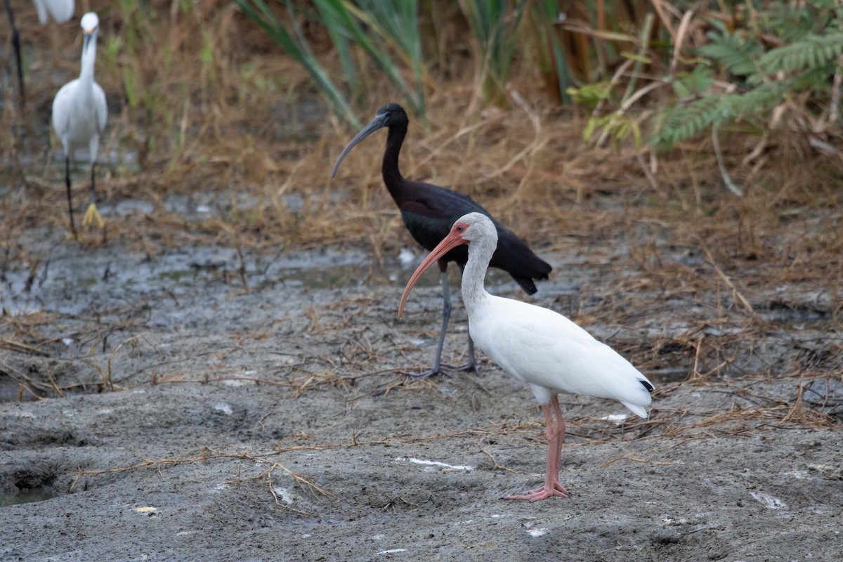 Glossy Ibis - ML620662528