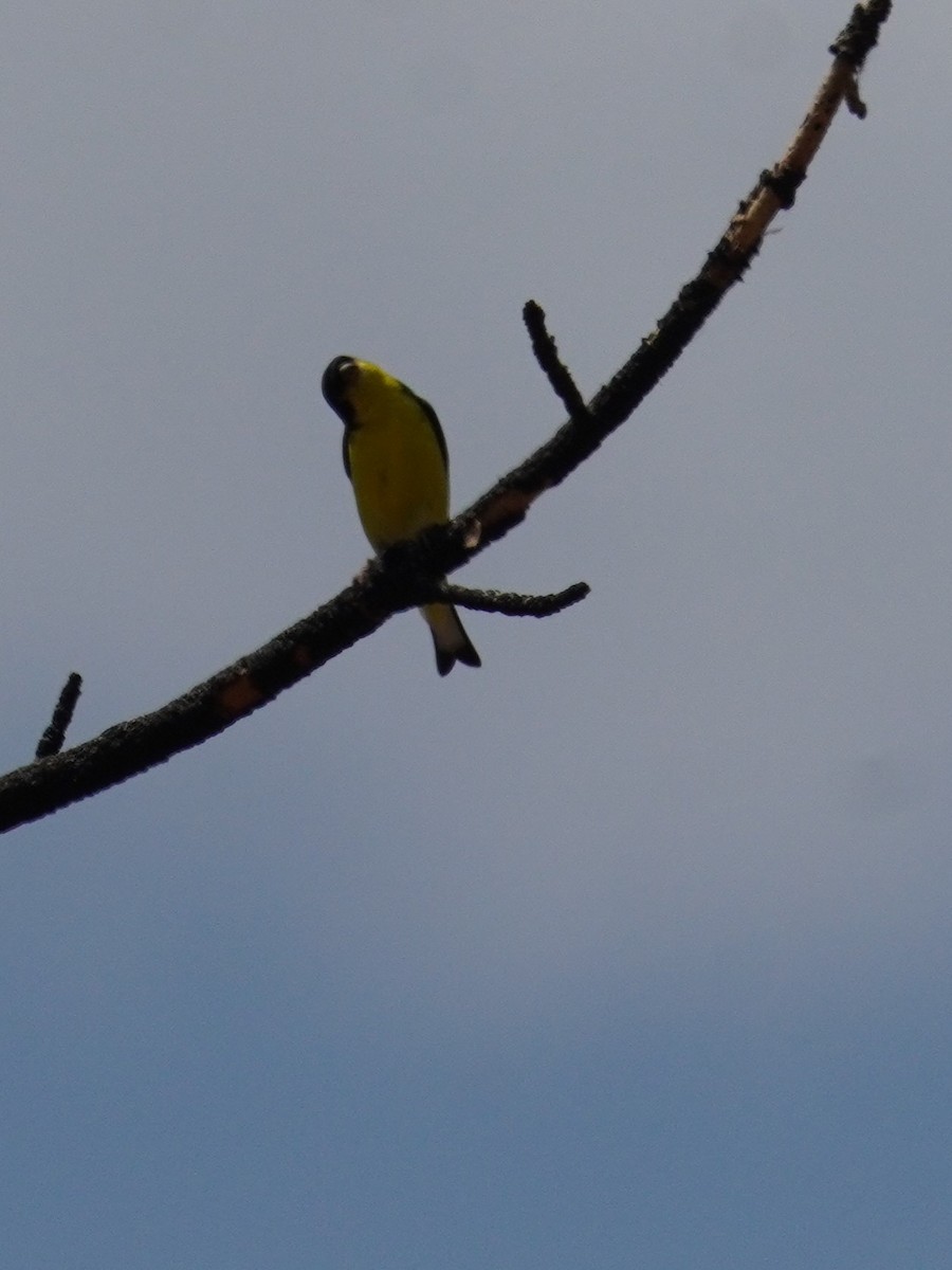 Lesser Goldfinch - ML620662530