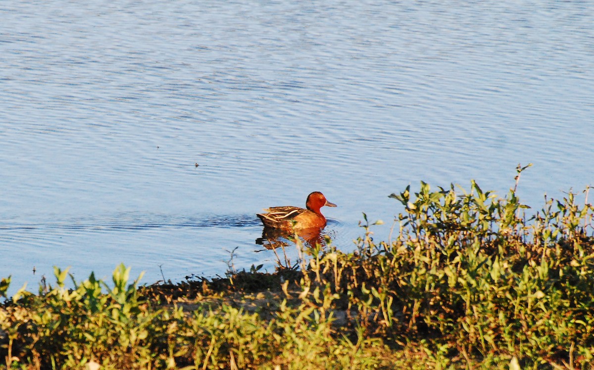 Cinnamon Teal - ML620662531