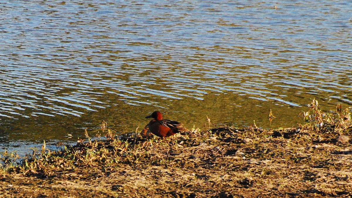 Cinnamon Teal - ML620662532