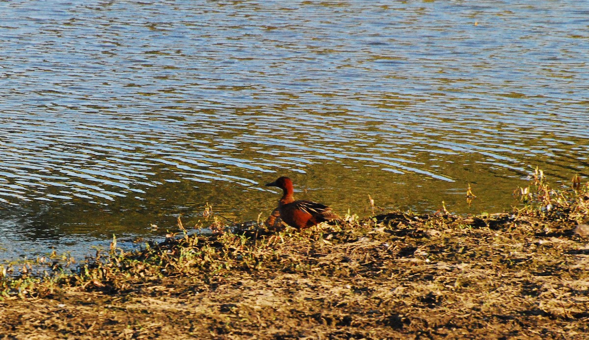 Cinnamon Teal - ML620662533