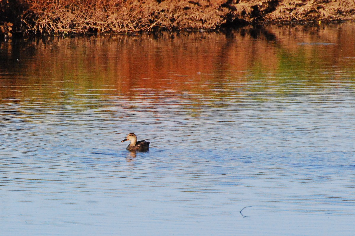 Canard chipeau - ML620662535