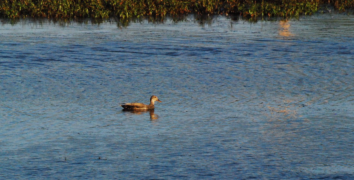 Gadwall - ML620662536