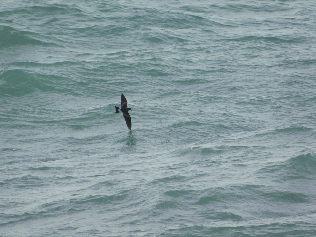 Leach's Storm-Petrel - ML620662551