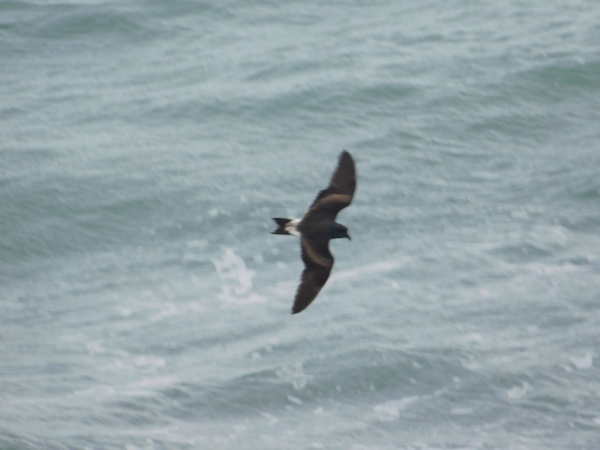 Leach's Storm-Petrel - ML620662553