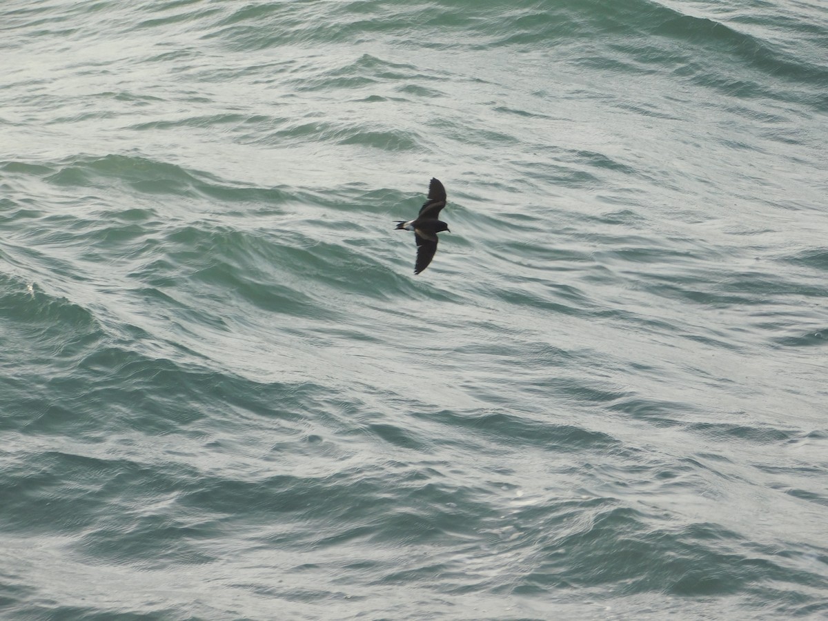 Leach's Storm-Petrel - ML620662554