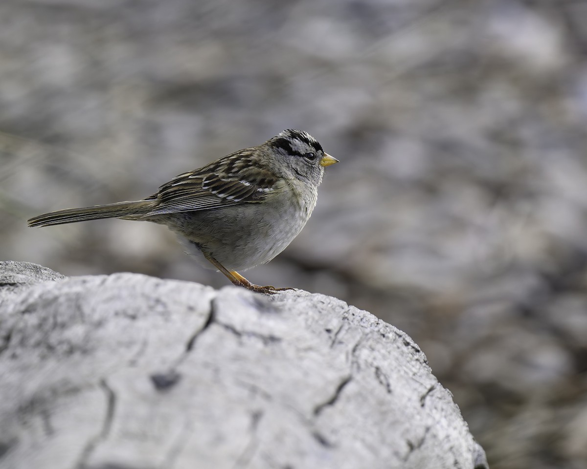 White-crowned Sparrow - ML620662568