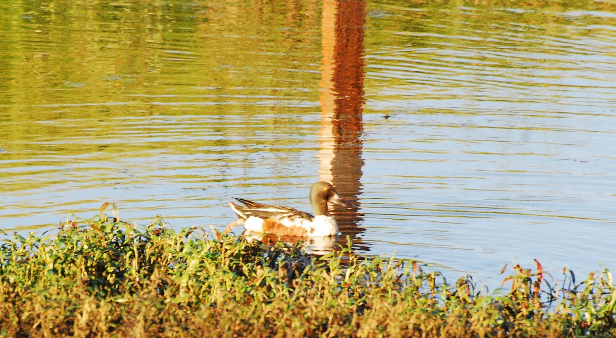 Northern Shoveler - ML620662570