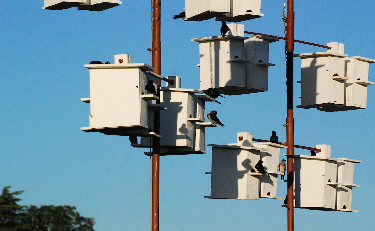 Purple Martin - ML620662580