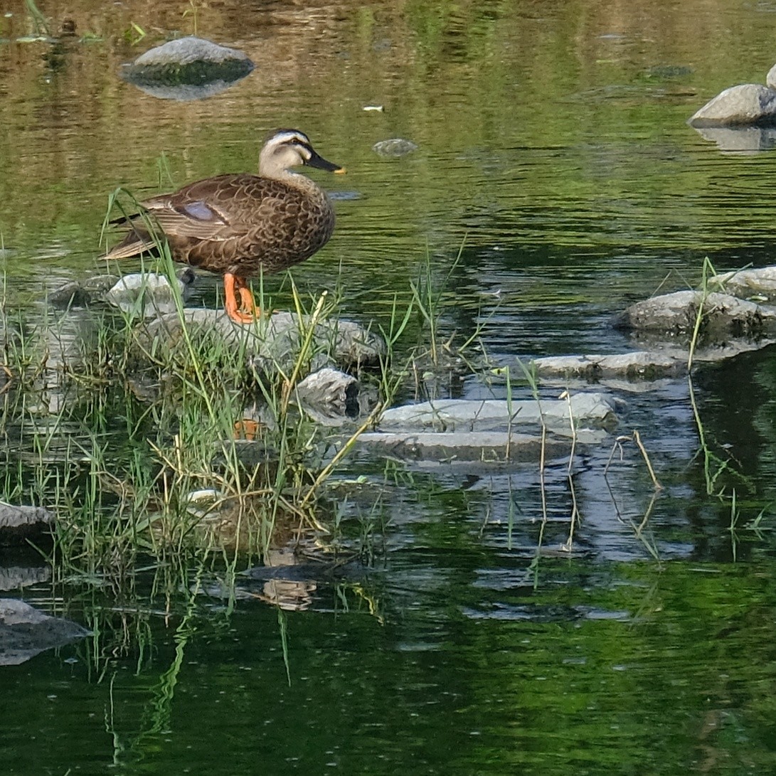 Eastern Spot-billed Duck - Kuan Chia Hsiu