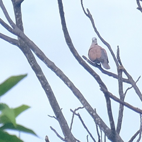 Red Collared-Dove - ML620662587