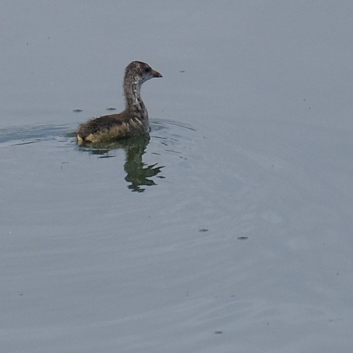 Eurasian Moorhen - ML620662603