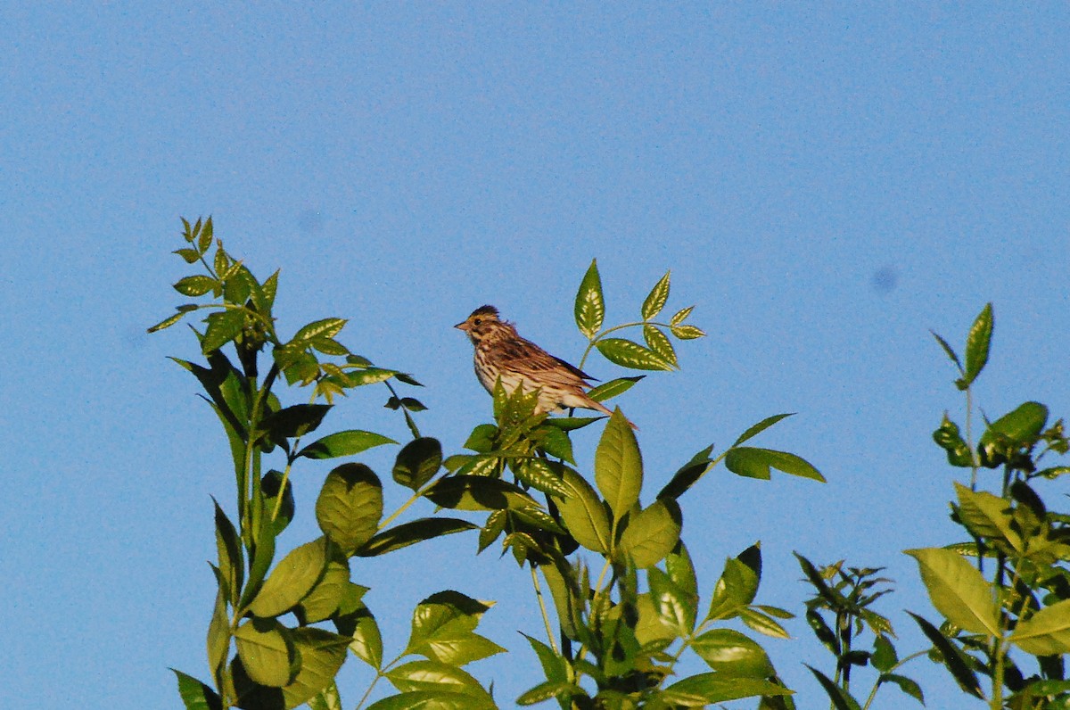 Savannah Sparrow - ML620662606